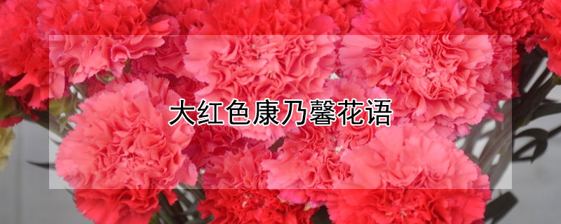 大红色康乃馨花语 大红色康乃馨的花语