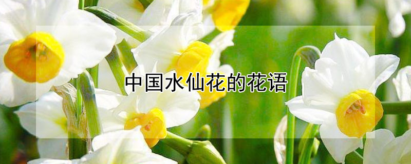 中国水仙花的花语（水仙花的花语是啥）