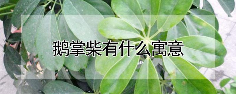 鹅掌柴有什么寓意 鹅掌柴的风水及寓意