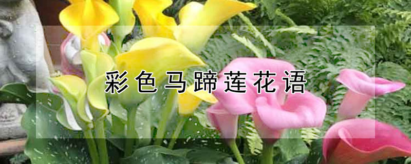 彩色马蹄莲花语（各种颜色马蹄莲花语）