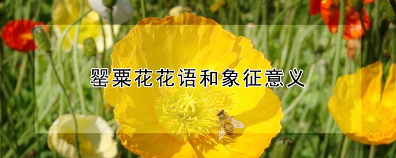 罂粟花花语和象征意义 罂粟花的花语和象征意义