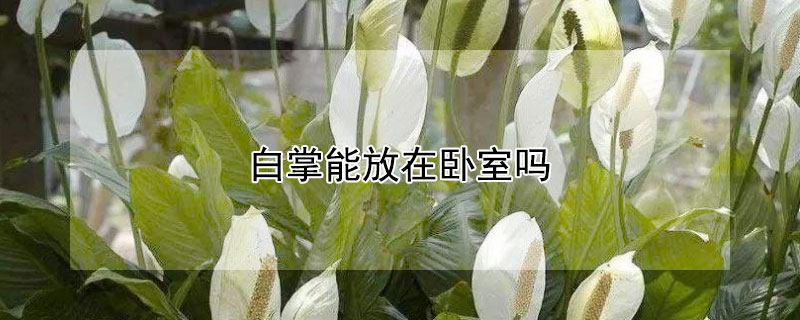 白掌能放在卧室吗