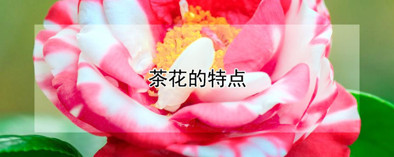 茶花的特点（九曲茶花的特点）