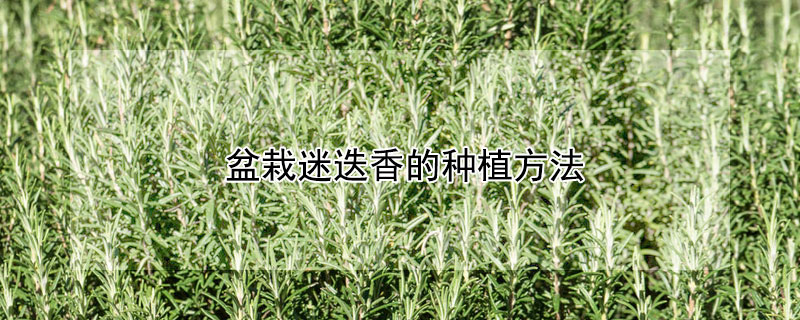 盆栽迷迭香的种植方法 迷迭香的生长环境种植方法