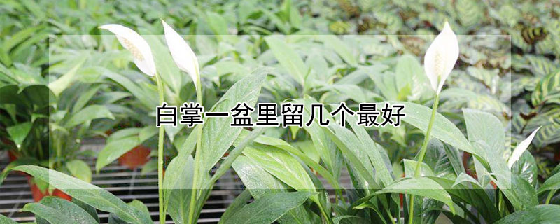 白掌一盆里留几个最好 白掌一盆里留几颗最好