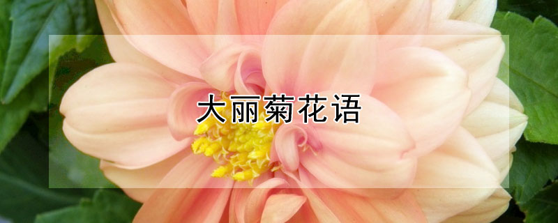 大丽菊花语