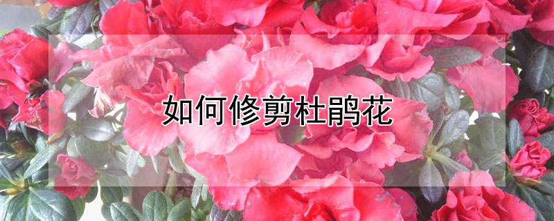 如何修剪杜鹃花