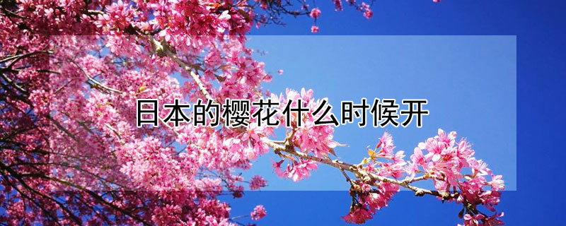 日本的樱花什么时候开 日本的樱花什么时候开花
