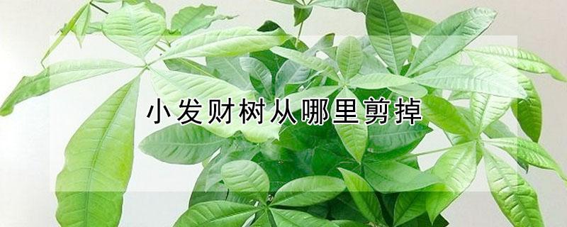 小发财树从哪里剪掉（小发财树长出来的新枝用不用剪掉）