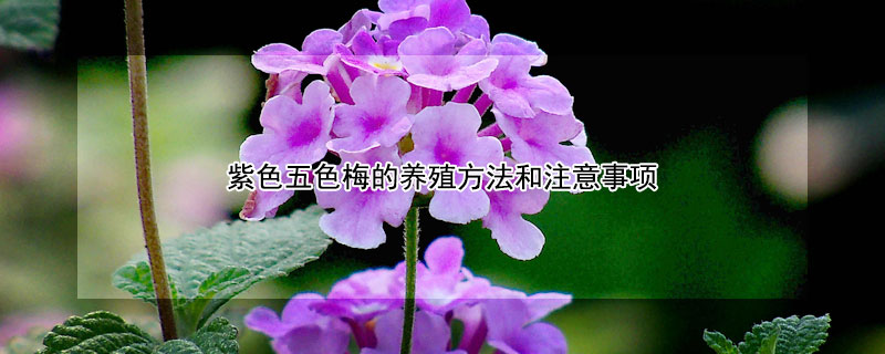 紫色五色梅的养殖方法和注意事项 五色梅花的养殖方法和注意事项