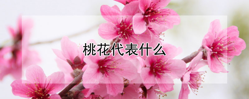 桃花代表什么（桃花代表什么生肖）