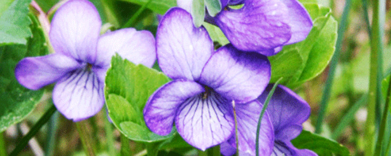 蓝色紫罗兰的花语是什么（紫罗兰所有颜色的花语）