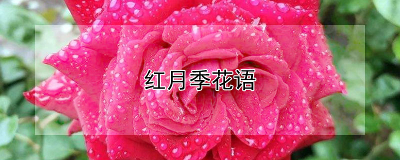 红月季花语 粉红色月季花语