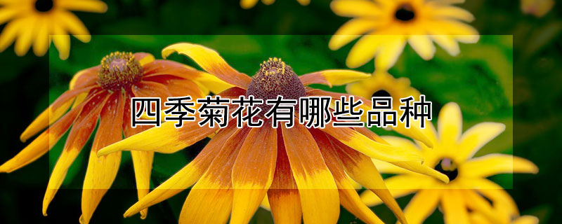 四季菊花有哪些品种 四季菊花是什么样的