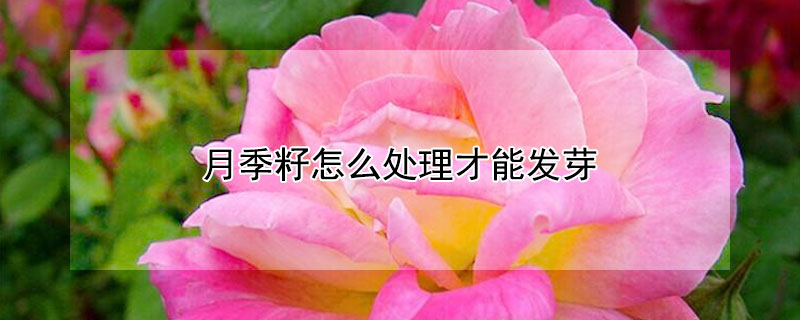 月季籽怎么处理才能发芽（月季籽的种植方法）