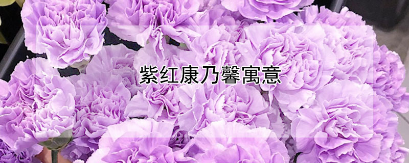 紫红康乃馨寓意（紫色康乃馨寓意是什么）
