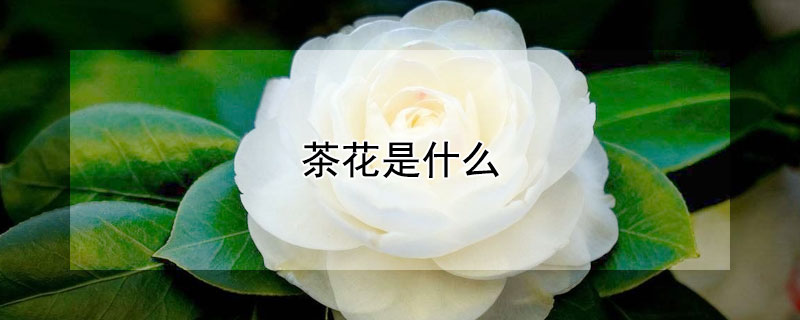 茶花是什么