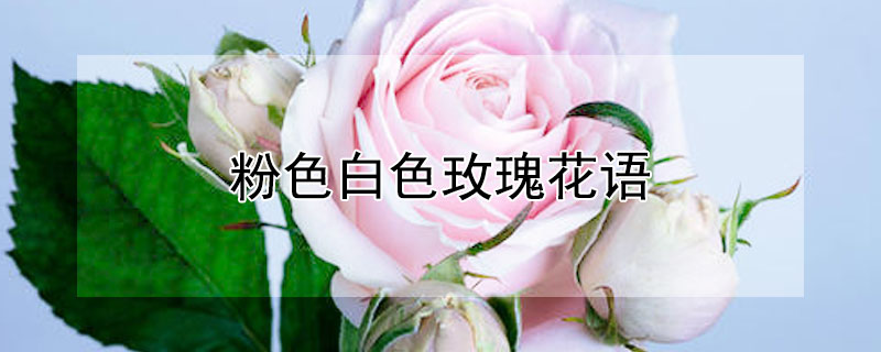 粉色白色玫瑰花语 白色玫瑰加粉色玫瑰花语