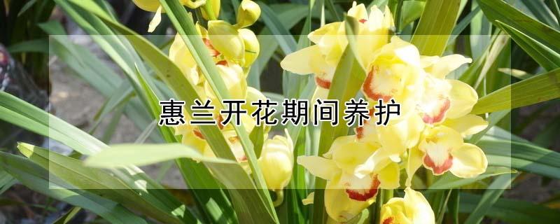 惠兰开花期间养护（开花的惠兰养护）