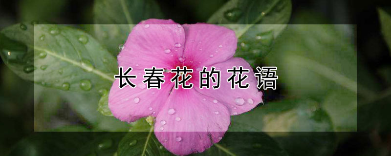 长春花的花语 长春花的花语是什么