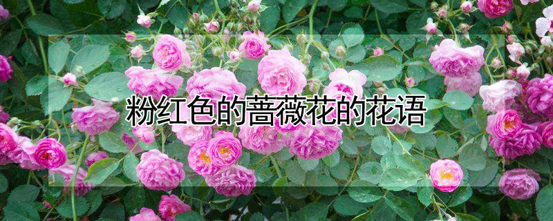 粉红色的蔷薇花的花语 粉红色蔷薇花的花语是什么