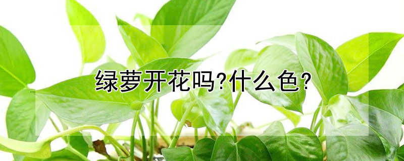 绿萝开花吗?什么色? 绿萝花是不是绿萝开的花