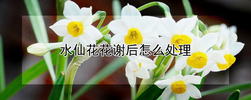 水仙花花谢后怎么处理 水仙花花谢后怎么办