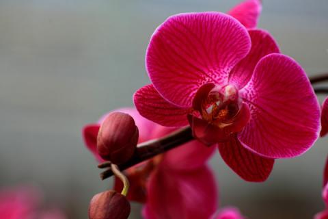 粉色蝴蝶兰的花语和寓意