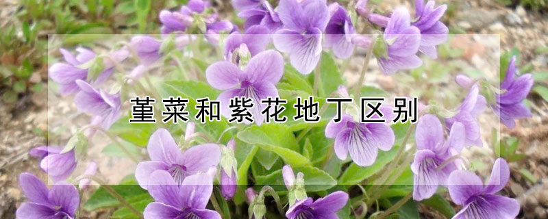 堇菜和紫花地丁区别（紫花地丁和角堇的区别）