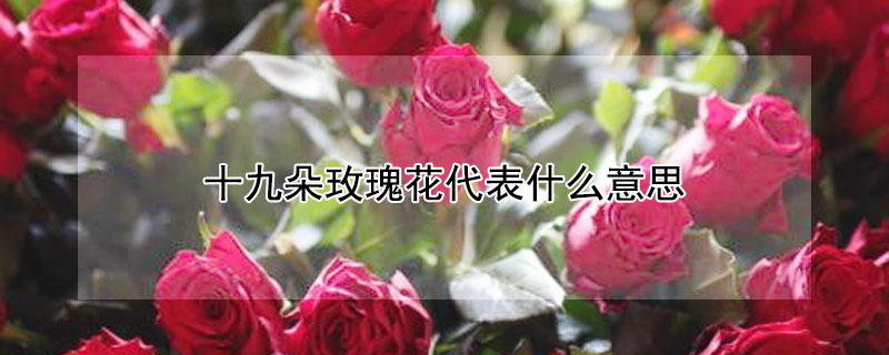 十九朵玫瑰花代表什么意思 九百九十九朵玫瑰花代表什么意思