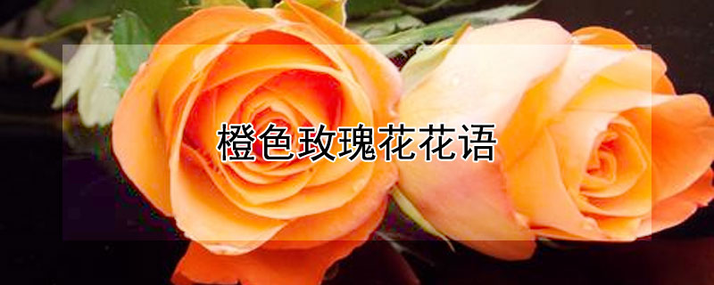 橙色玫瑰花花语（橙色玫瑰花花语是什么?）