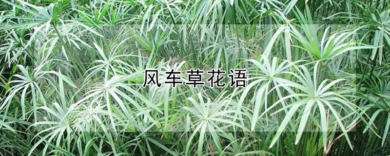 风车草花语