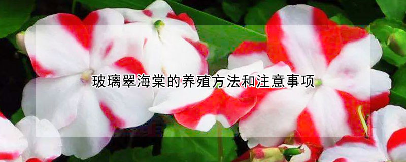 玻璃翠海棠的养殖方法和注意事项（玻璃翠海棠花的养殖方法和注意事项）