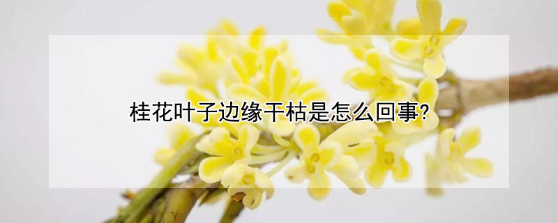 桂花叶子边缘干枯是怎么回事? 桂花叶子边缘干枯是怎么回事视频