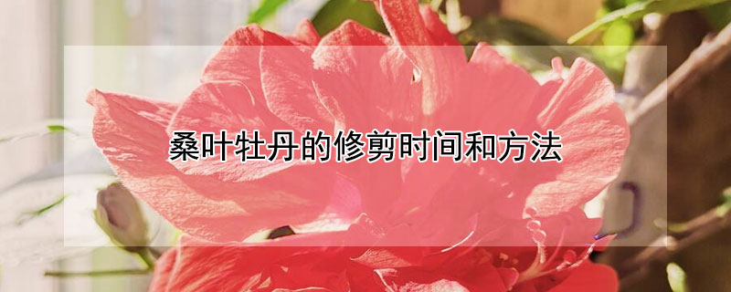 桑叶牡丹的修剪时间和方法（桑叶牡丹什么时候剪枝）