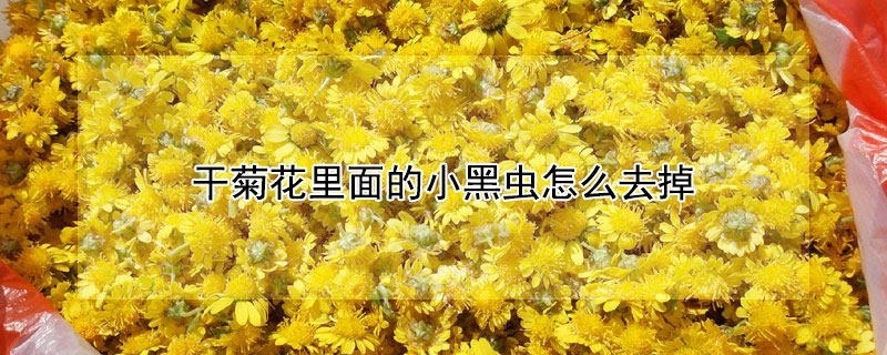 干菊花里面的小黑虫怎么去掉