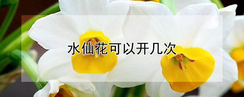 水仙花可以开几次 水仙花可以开多长时间