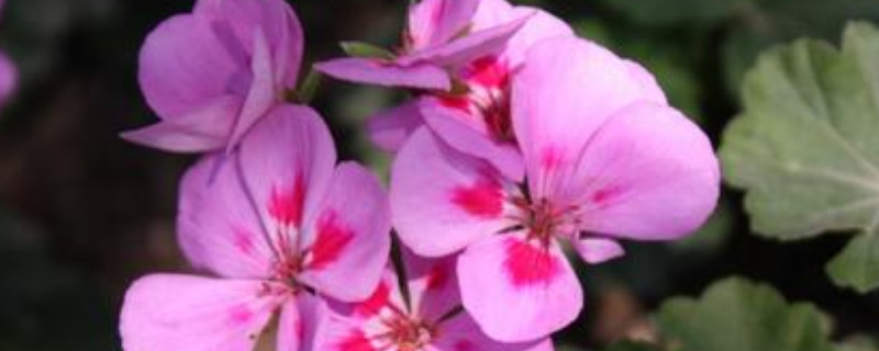 粉色紫罗兰花语是什么意思（紫罗兰花的花语是什么意思）