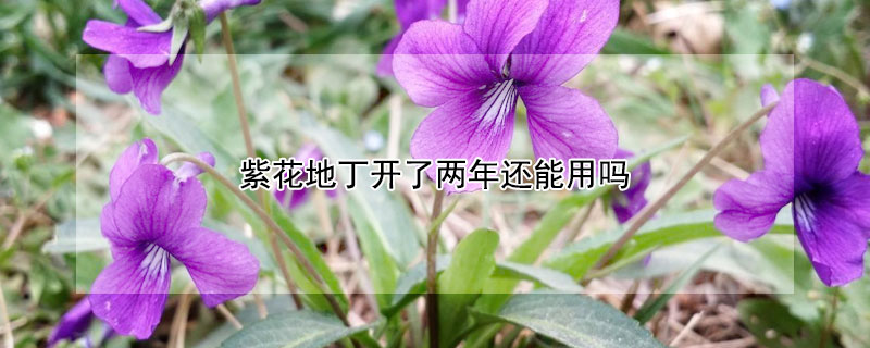 紫花地丁开了两年还能用吗 紫花地丁能长期使用吗