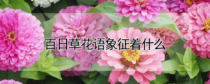 百日草花语象征着什么 百日草花的寓意