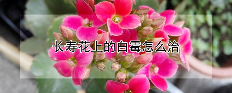 长寿花上的白霉怎么治（长寿花长白霉菌怎么办）