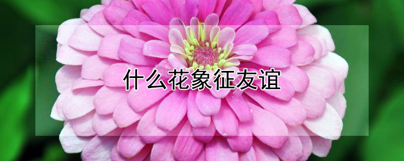 什么花象征友谊 什么花象征友谊长久