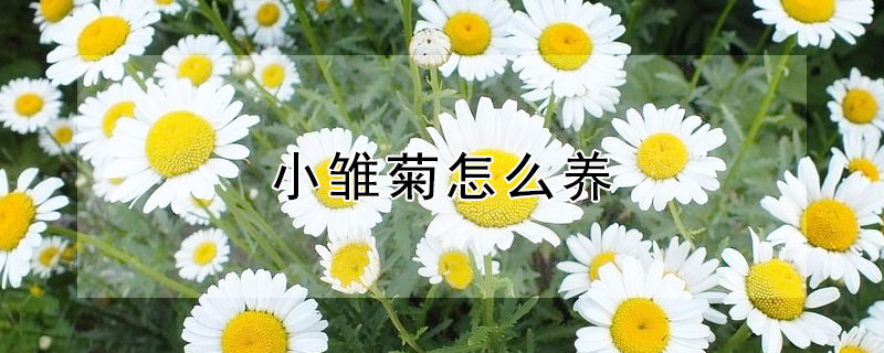 小雏菊怎么养 小雏菊怎么养 水培