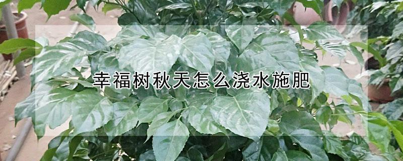 幸福树秋天怎么浇水施肥