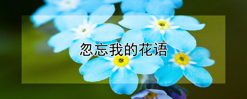 忽忘我的花语（忽忘我的花语和传说）