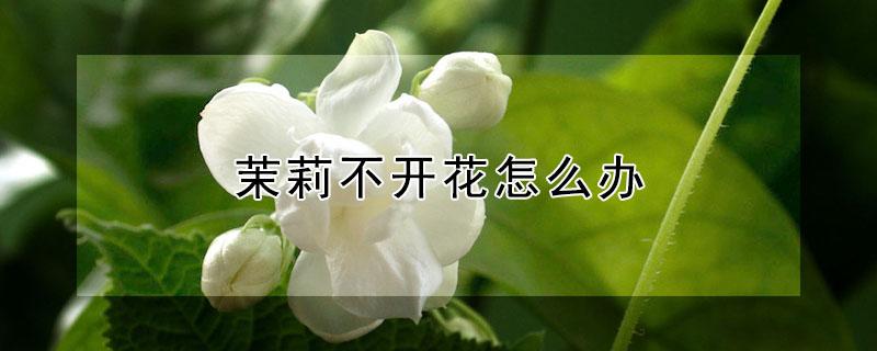 茉莉不开花怎么办 法国香水藤茉莉不开花怎么办