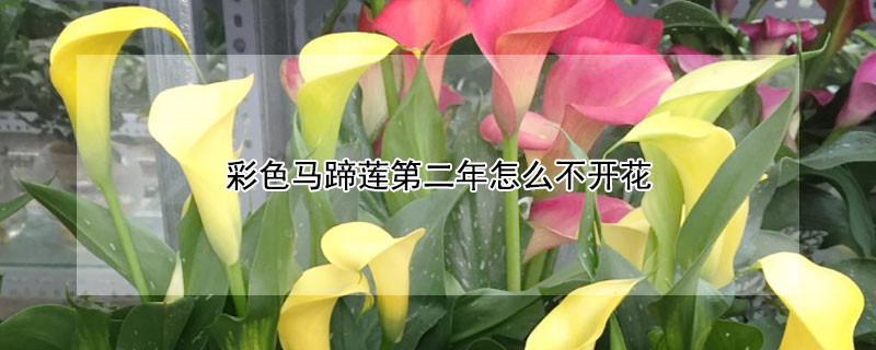 彩色马蹄莲第二年怎么不开花（彩马蹄莲只长叶子不开花）