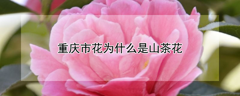 重庆市花为什么是山茶花