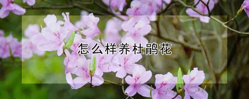 怎么样养杜鹃花（怎么能养好杜鹃花）