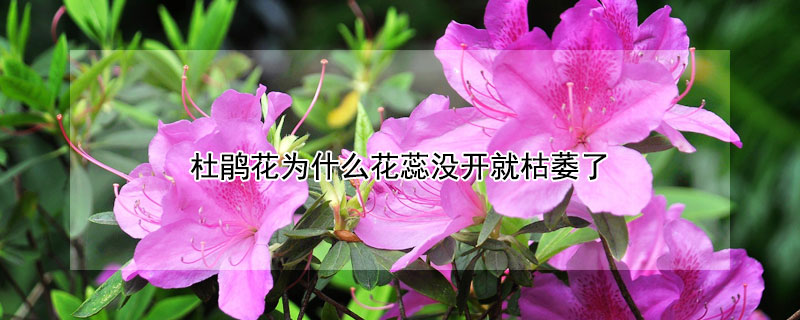 杜鹃花为什么花蕊没开就枯萎了（杜鹃花开完花就枯萎吗?）